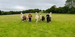 Llama walk firm saved from closure